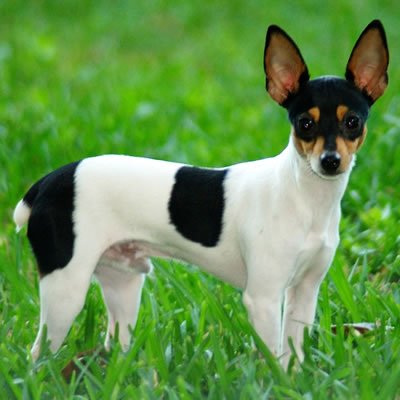 caine Rat Terrier