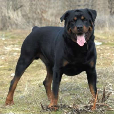 Rottweiler Toate Animalele