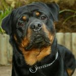 caine Rottweiler cap cu zgarda