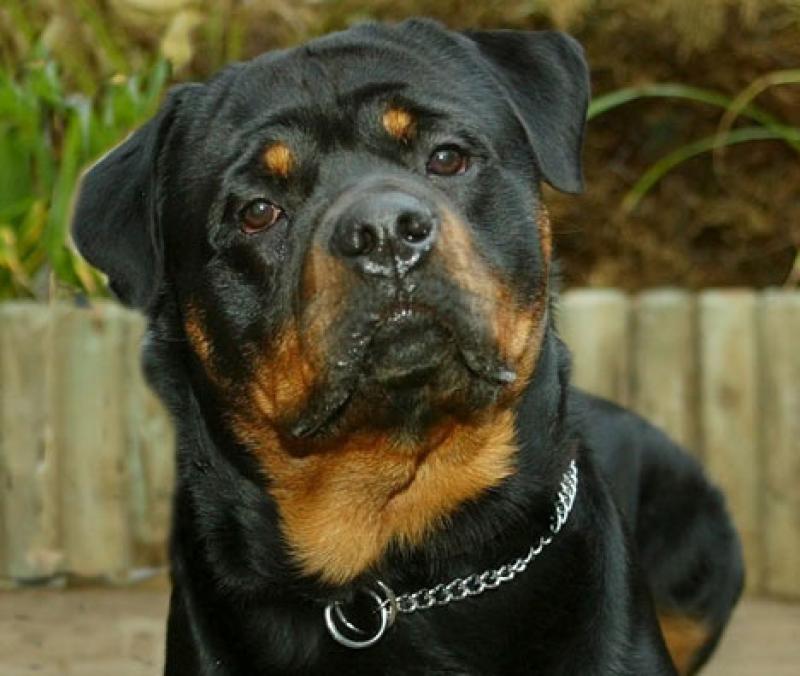 https://www.toateanimalele.ro/wp-content/uploads/2016/05/Rottweiler3.jpg