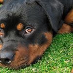 Rottweiler caine in iarba