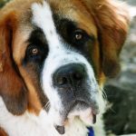 Saint Bernard caine cap mare
