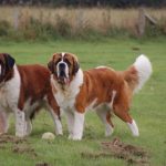 Saint Bernard caini in iarba