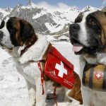 Saint Bernard caine prim ajutor munte