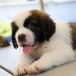 Saint Bernard catel pui