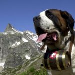 Saint Bernard caine elvetia butoi la gat