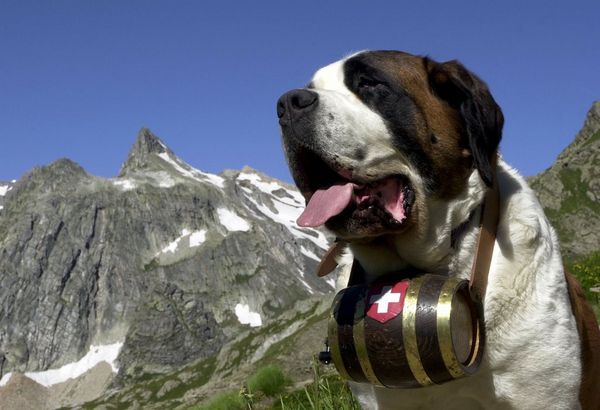 https://www.toateanimalele.ro/wp-content/uploads/2016/05/Saint-Bernard6.jpg
