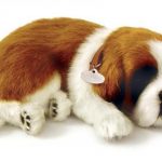 Saint Bernard catel mic