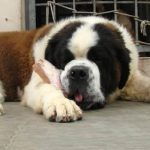 Saint Bernard caine in pozitia culcat
