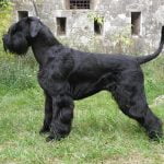 caine Schnauzer Urias negru