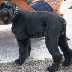 caine Schnauzer Urias cu zgarda in curte