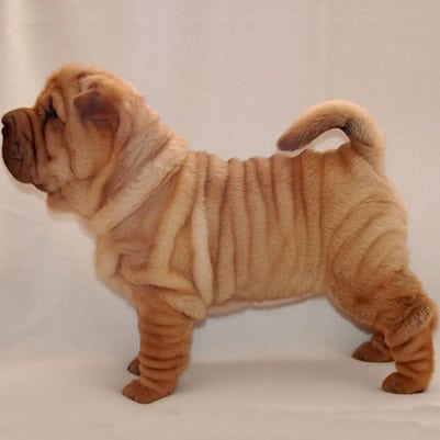 Shar Pei Toate Animalele