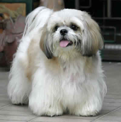 Shih Tzu Toate Animalele