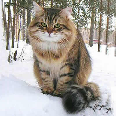 pisica Siberiana