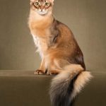 Somaleza pisica maronie