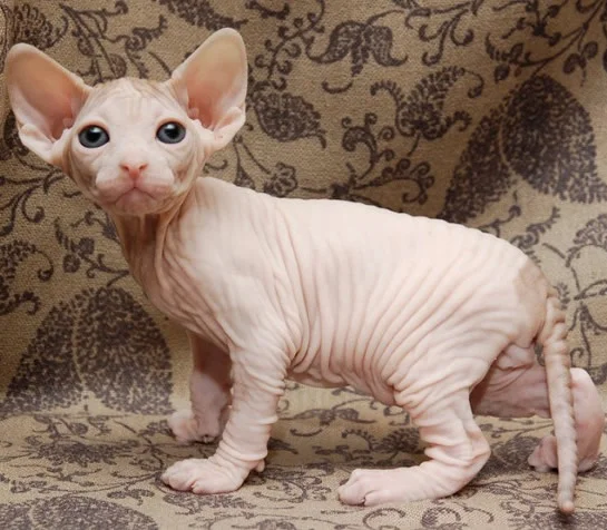 Pisica Sphynx
