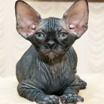 Sphynx pisica neagra