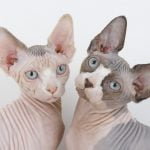 Sphynx pisici gemene