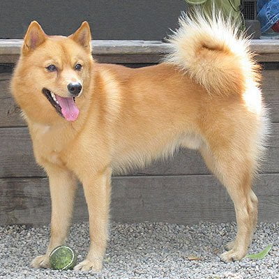 caine Spitz Finlandez
