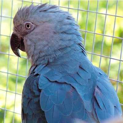 Papagalul Spix