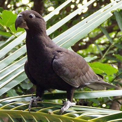 Papagalul Vasa