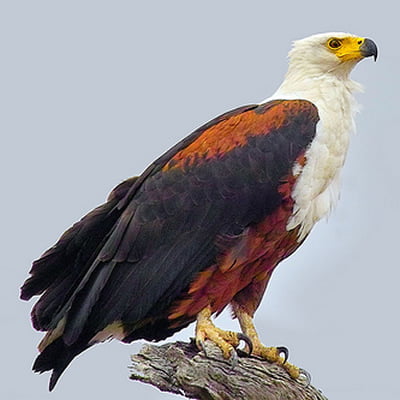 Vulturul Pescar African