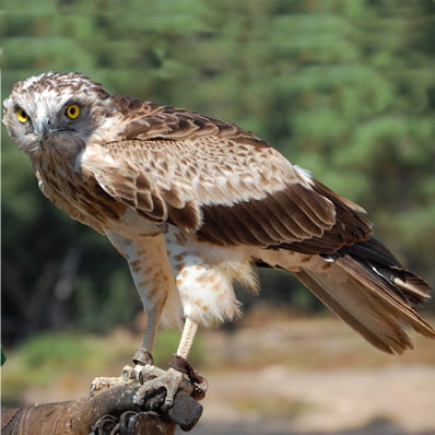 Vulturul Serpar