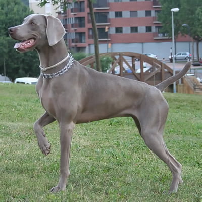 Weimaraner Toate Animalele