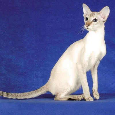 Pisica Colorpoint Shorthair
