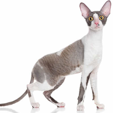 Pisica Cornish Rex