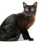 pisica burmeza cu spate negru