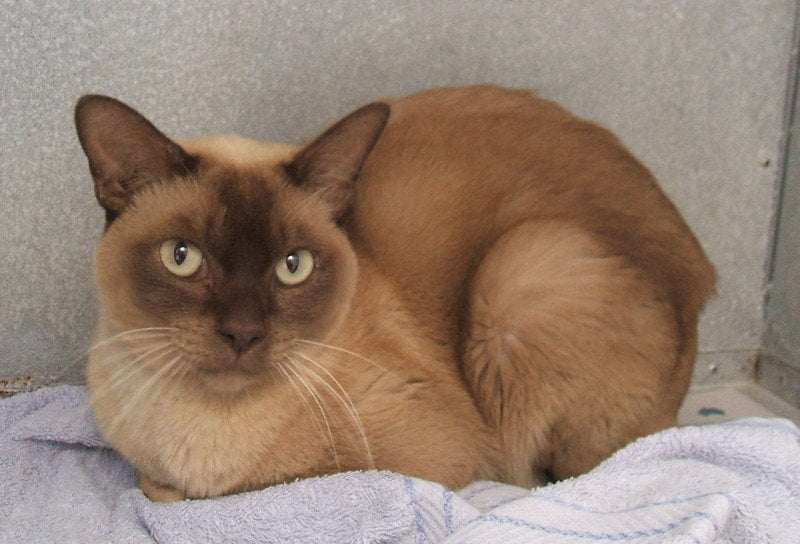 https://www.toateanimalele.ro/wp-content/uploads/2016/05/pisica-burmeza-se-odihneste.jpg