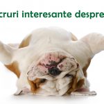 15 lucruri interesante despre caini
