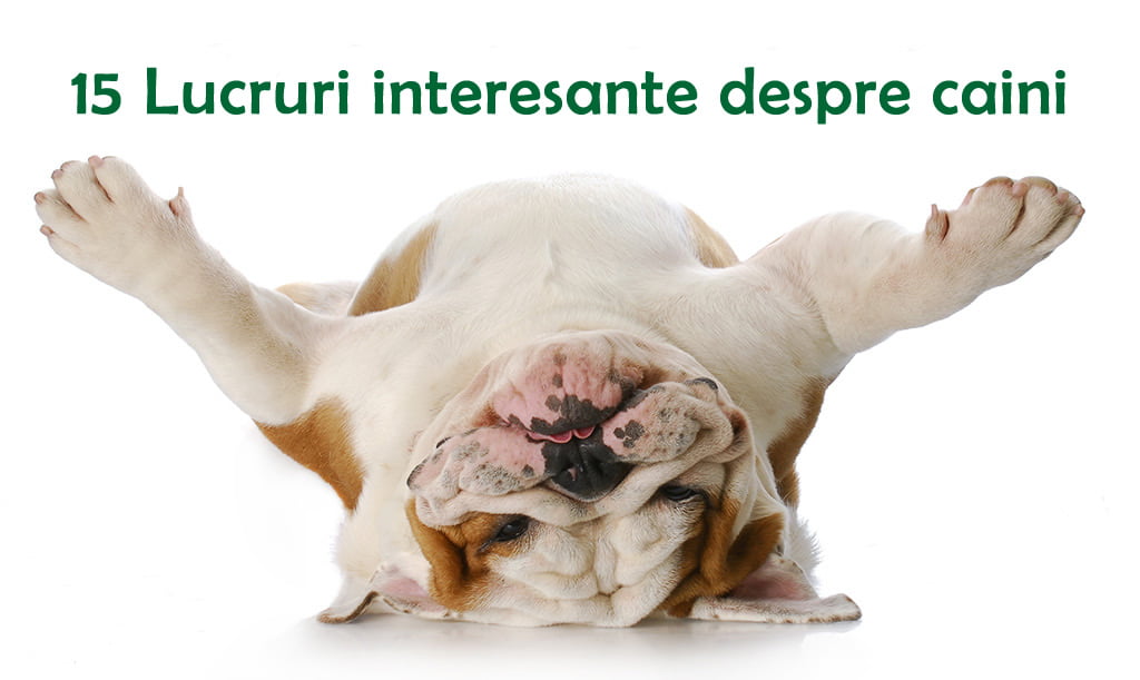 15 lucruri interesante despre caini