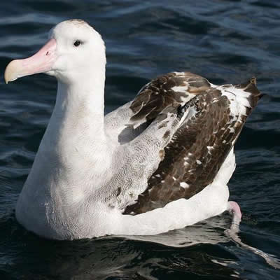Albatrosul pasare