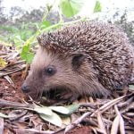 Ariciul animal