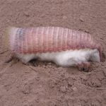 Armadillo Roz