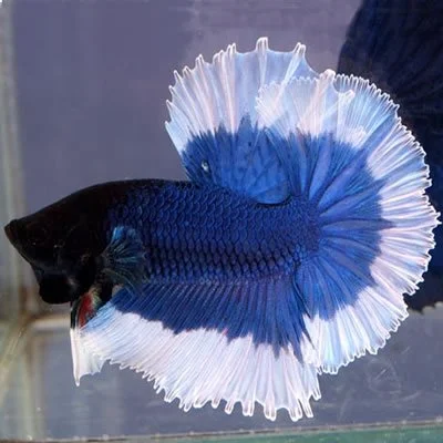 peste Betta Splendens