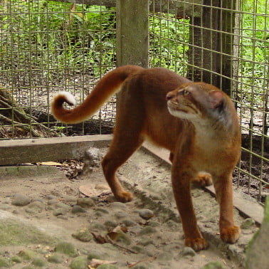 Pisica de Borneo