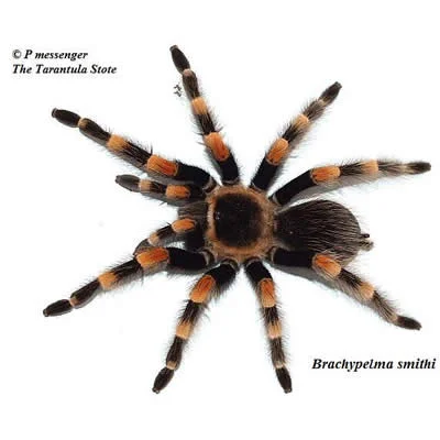 Brachypelma smithi