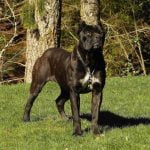 Caine2