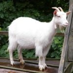 Capra animal domestic
