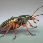 Carabus insecta