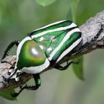 Carabusi6