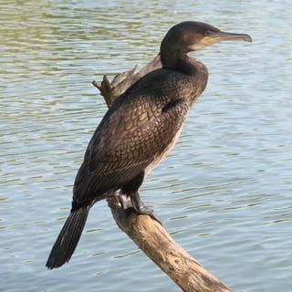 Cormoranul mare Phalacrocorax Carbo
