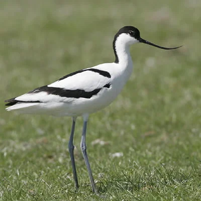 Ciocintors pasare