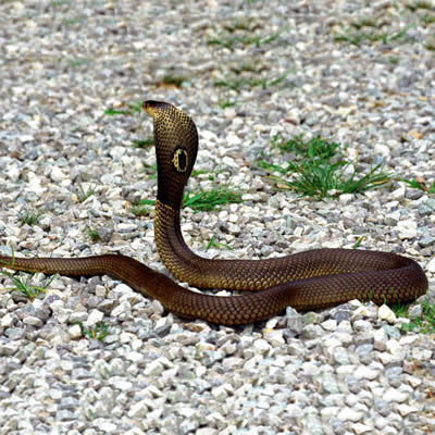 Cobra Toate Animalele