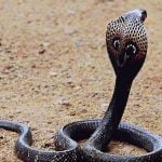 Sarpe Cobra