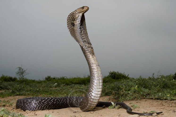 Cobra Toate Animalele