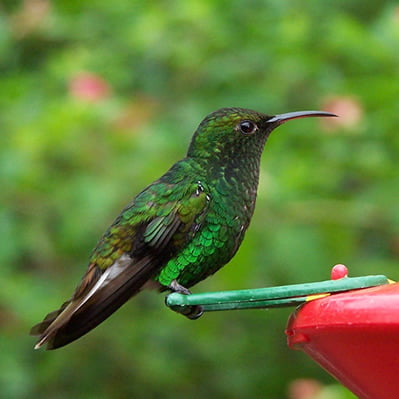 Pasarea Colibri